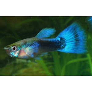 ГУППИ СИНИЙ НЕОН