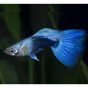 ГУППИ СИНИЙ НЕОН