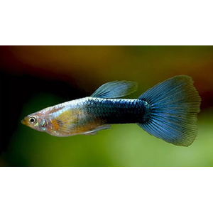 ГУППИ СИНИЙ НЕОН