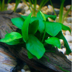 АНУБИАС НАНА Толстый Лист - Anubias nana sp 'thick leaf'