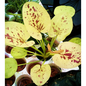 ЭХИНОДОРУС ЖЕЛТОЕ СОЛНЦЕ - Echinodorus "Yellow Sun"