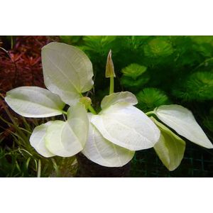 ЭХИНОДОРУС ЖЕЛТОЕ СОЛНЦЕ - Echinodorus "Yellow Sun"