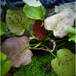 ЭХИНОДОРУС ЖЕЛТОЕ СОЛНЦЕ - Echinodorus "Yellow Sun"