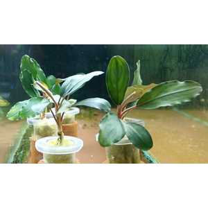 БУЦЕФАЛАНДРА ЗЕЛЕНАЯ БРОАД ЛИФ - Bucephalandra green broad leaf