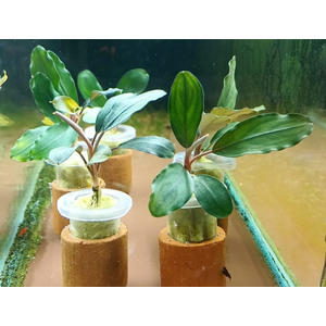 БУЦЕФАЛАНДРА ЗЕЛЕНАЯ БРОАД ЛИФ - Bucephalandra green broad leaf