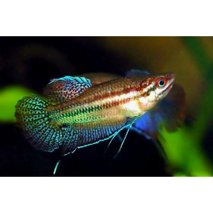 ГУРАМИ ВОРЧАЩИЙ - Trichopsis vittata