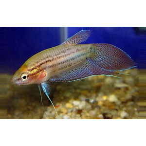 ГУРАМИ ВОРЧАЩИЙ - Trichopsis vittata