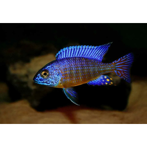 АУЛОНОКАРА КОРОЛЕВА НЬЯСА