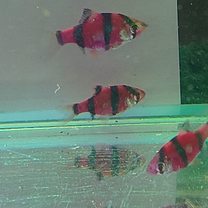 БАРБУС ГЛОФИШ ФИОЛЕТОВО-ЧЕРНЫЙ, glofish