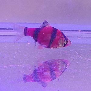 БАРБУС ГЛОФИШ ФИОЛЕТОВО-ЧЕРНЫЙ, glofish