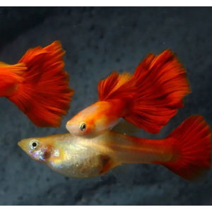 ГУППИ КРАСНЫЙ БЛОНДИН