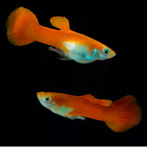 ГУППИ КРАСНЫЙ БЛОНДИН