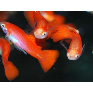 ГУППИ КРАСНЫЙ БЛОНДИН