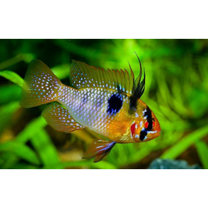 Апистограмма Рамирези (Mikrogeophagus ramirezi) — пресноводная рыба из семейства цихлид. Названа в честь Мануэля Винсента Рамиреса, раннего собирателя и импортера видов для аквариумной торговли.