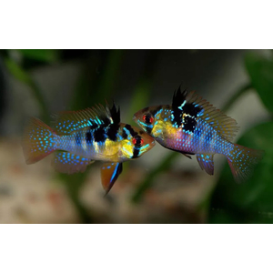 Апистограмма Рамирези (Mikrogeophagus ramirezi) — пресноводная рыба из семейства цихлид. Названа в честь Мануэля Винсента Рамиреса, раннего собирателя и импортера видов для аквариумной торговли.