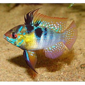 Апистограмма Рамирези (Mikrogeophagus ramirezi) — пресноводная рыба из семейства цихлид. Названа в честь Мануэля Винсента Рамиреса, раннего собирателя и импортера видов для аквариумной торговли.