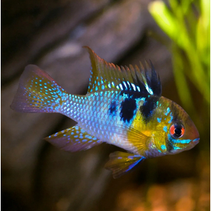 Апистограмма Рамирези (Mikrogeophagus ramirezi) — пресноводная рыба из семейства цихлид. Названа в честь Мануэля Винсента Рамиреса, раннего собирателя и импортера видов для аквариумной торговли.