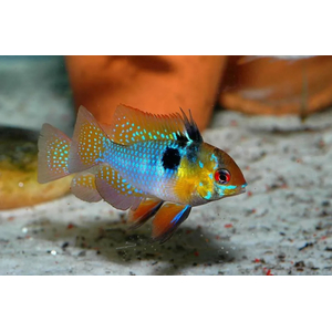 Апистограмма Рамирези (Mikrogeophagus ramirezi) — пресноводная рыба из семейства цихлид. Названа в честь Мануэля Винсента Рамиреса, раннего собирателя и импортера видов для аквариумной торговли.