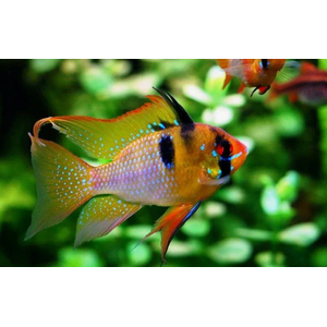 Апистограмма Рамирези (Mikrogeophagus ramirezi) — пресноводная рыба из семейства цихлид. Названа в честь Мануэля Винсента Рамиреса, раннего собирателя и импортера видов для аквариумной торговли.