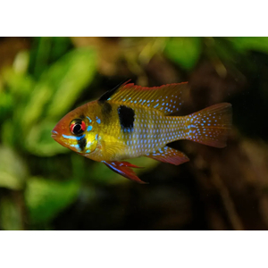 Апистограмма Рамирези (Mikrogeophagus ramirezi) — пресноводная рыба из семейства цихлид. Названа в честь Мануэля Винсента Рамиреса, раннего собирателя и импортера видов для аквариумной торговли.