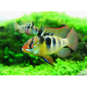 Апистограмма Рамирези (Mikrogeophagus ramirezi) — пресноводная рыба из семейства цихлид. Названа в честь Мануэля Винсента Рамиреса, раннего собирателя и импортера видов для аквариумной торговли.