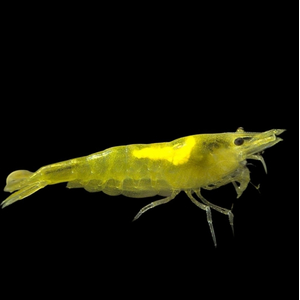 КРЕВЕТКА ЖЕЛТАЯ - Neocaridina sp.