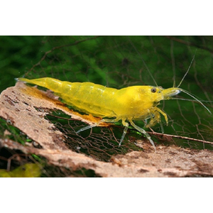 КРЕВЕТКА ЖЕЛТАЯ - Neocaridina sp.