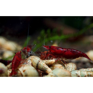 КРЕВЕТКА КРОВАВАЯ МЭРИ - Neocaridina Bloody Mary