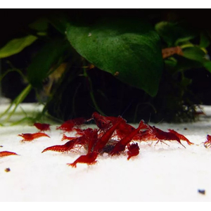 КРЕВЕТКА КРОВАВАЯ МЭРИ - Neocaridina Bloody Mary