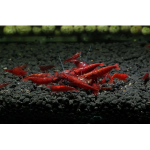 КРЕВЕТКА КРОВАВАЯ МЭРИ - Neocaridina Bloody Mary