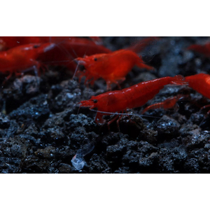 КРЕВЕТКА КРОВАВАЯ МЭРИ - Neocaridina Bloody Mary