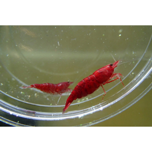 КРЕВЕТКА КРОВАВАЯ МЭРИ - Neocaridina Bloody Mary