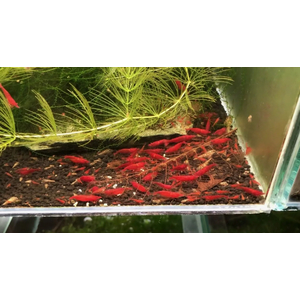 КРЕВЕТКА КРОВАВАЯ МЭРИ - Neocaridina Bloody Mary