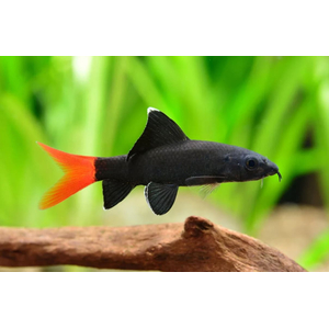 Лабео двухцветный (биколор, лат. Epalzeorhynchos bicolor) — пресноводная лучеперая рыбка из семейства Карповые. Родиной вида считается Таиланд. В природе популяции резко сократились (в том числе из-за строительства плотин), вид занесён в Красную книгу Всемирного союза охраны природы. Разводится в неволе и популярен как аквариумная рыбка-водорослеед.