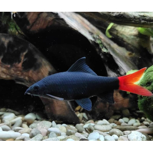 Лабео двухцветный (биколор, лат. Epalzeorhynchos bicolor) — пресноводная лучеперая рыбка из семейства Карповые. Родиной вида считается Таиланд. В природе популяции резко сократились (в том числе из-за строительства плотин), вид занесён в Красную книгу Всемирного союза охраны природы. Разводится в неволе и популярен как аквариумная рыбка-водорослеед.