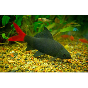 Лабео двухцветный (биколор, лат. Epalzeorhynchos bicolor) — пресноводная лучеперая рыбка из семейства Карповые. Родиной вида считается Таиланд. В природе популяции резко сократились (в том числе из-за строительства плотин), вид занесён в Красную книгу Всемирного союза охраны природы. Разводится в неволе и популярен как аквариумная рыбка-водорослеед.