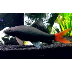 Лабео двухцветный (биколор, лат. Epalzeorhynchos bicolor) — пресноводная лучеперая рыбка из семейства Карповые. Родиной вида считается Таиланд. В природе популяции резко сократились (в том числе из-за строительства плотин), вид занесён в Красную книгу Всемирного союза охраны природы. Разводится в неволе и популярен как аквариумная рыбка-водорослеед.