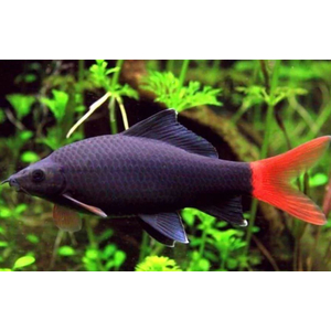 Лабео двухцветный (биколор, лат. Epalzeorhynchos bicolor) — пресноводная лучеперая рыбка из семейства Карповые. Родиной вида считается Таиланд. В природе популяции резко сократились (в том числе из-за строительства плотин), вид занесён в Красную книгу Всемирного союза охраны природы. Разводится в неволе и популярен как аквариумная рыбка-водорослеед.