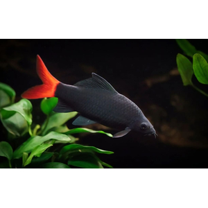 Лабео двухцветный (биколор, лат. Epalzeorhynchos bicolor) — пресноводная лучеперая рыбка из семейства Карповые. Родиной вида считается Таиланд. В природе популяции резко сократились (в том числе из-за строительства плотин), вид занесён в Красную книгу Всемирного союза охраны природы. Разводится в неволе и популярен как аквариумная рыбка-водорослеед.