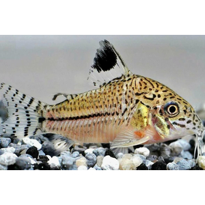 Коридорас Джули (Corydoras julii) — пресноводная лучепёрая рыбка из семейства Каллихтовые (Панцирные) сомы. Иногда встречается под названием леопардовый коридорас или Юлии.