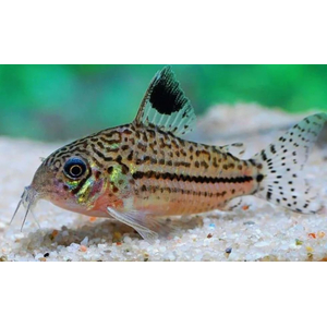Коридорас Джули (Corydoras julii) — пресноводная лучепёрая рыбка из семейства Каллихтовые (Панцирные) сомы. Иногда встречается под названием леопардовый коридорас или Юлии.