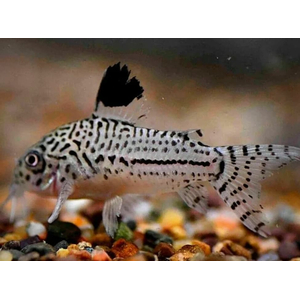 Коридорас Джули (Corydoras julii) — пресноводная лучепёрая рыбка из семейства Каллихтовые (Панцирные) сомы. Иногда встречается под названием леопардовый коридорас или Юлии.