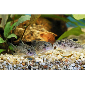 Коридорас Джули (Corydoras julii) — пресноводная лучепёрая рыбка из семейства Каллихтовые (Панцирные) сомы. Иногда встречается под названием леопардовый коридорас или Юлии.