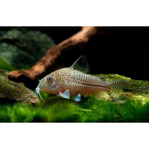 Коридорас Джули (Corydoras julii) — пресноводная лучепёрая рыбка из семейства Каллихтовые (Панцирные) сомы. Иногда встречается под названием леопардовый коридорас или Юлии.