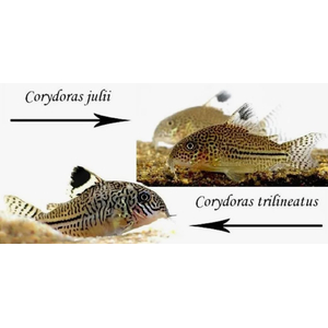 Коридорас Джули (Corydoras julii) — пресноводная лучепёрая рыбка из семейства Каллихтовые (Панцирные) сомы. Иногда встречается под названием леопардовый коридорас или Юлии.