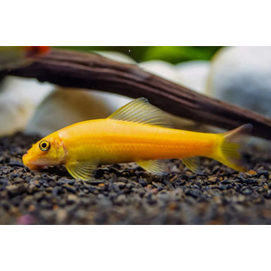 Гиринохейлус (Gyrinocheilus aymonieri), также известный как «китайский водорослеед», — аквариумная рыба, которая помогает бороться с водорослями.