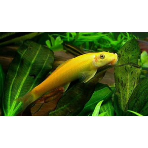 Гиринохейлус (Gyrinocheilus aymonieri), также известный как «китайский водорослеед», — аквариумная рыба, которая помогает бороться с водорослями.