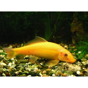 Гиринохейлус (Gyrinocheilus aymonieri), также известный как «китайский водорослеед», — аквариумная рыба, которая помогает бороться с водорослями.