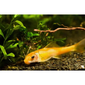 Гиринохейлус (Gyrinocheilus aymonieri), также известный как «китайский водорослеед», — аквариумная рыба, которая помогает бороться с водорослями.