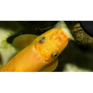 Гиринохейлус (Gyrinocheilus aymonieri), также известный как «китайский водорослеед», — аквариумная рыба, которая помогает бороться с водорослями.